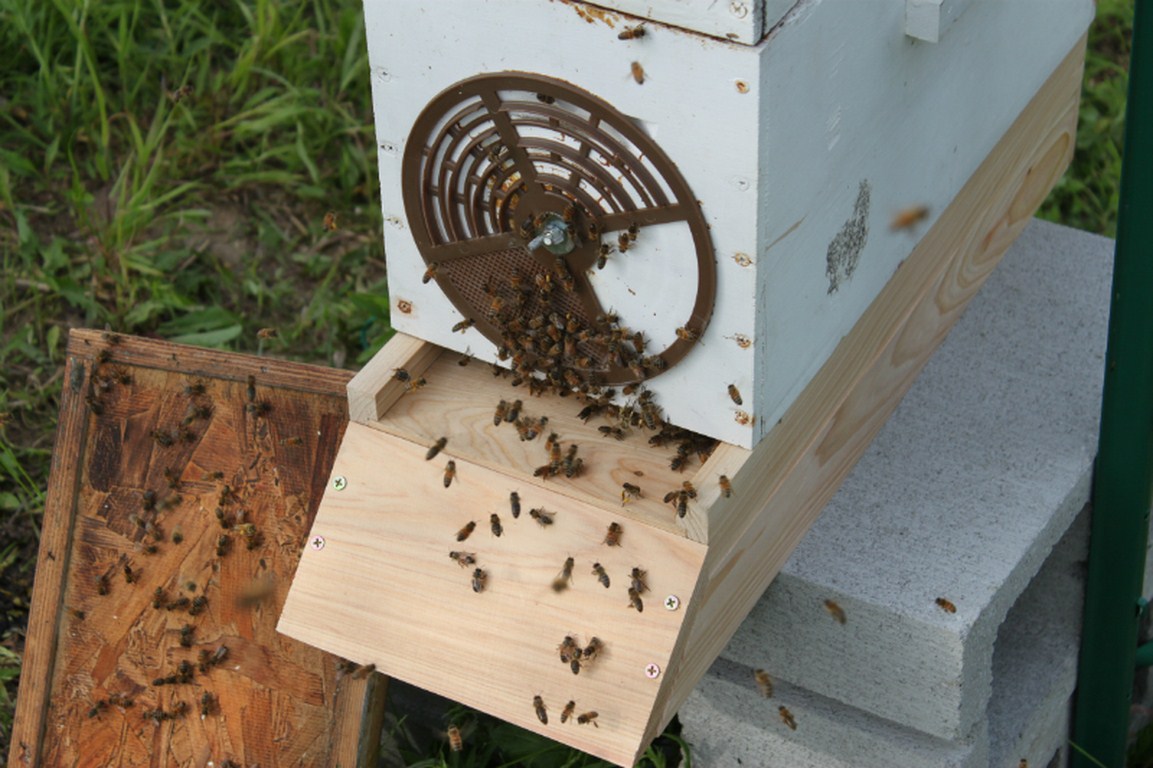 Frame Langstroth Plans Beesourcecom Beekeeping