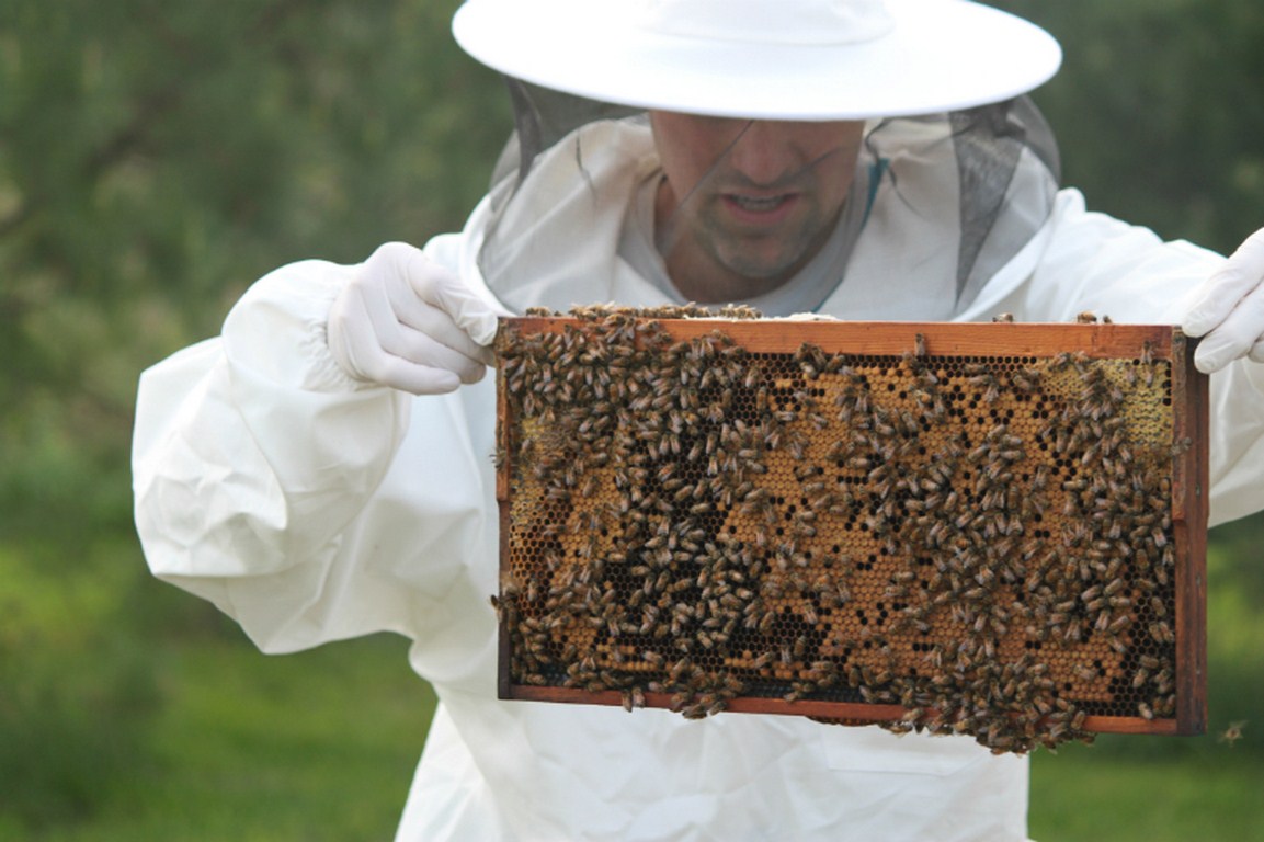 Bees with Brood - Central Indiana Beekeepers Association