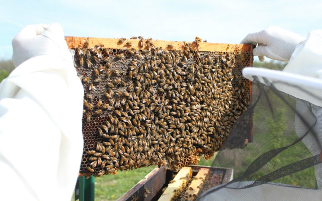 Honey in various stages.