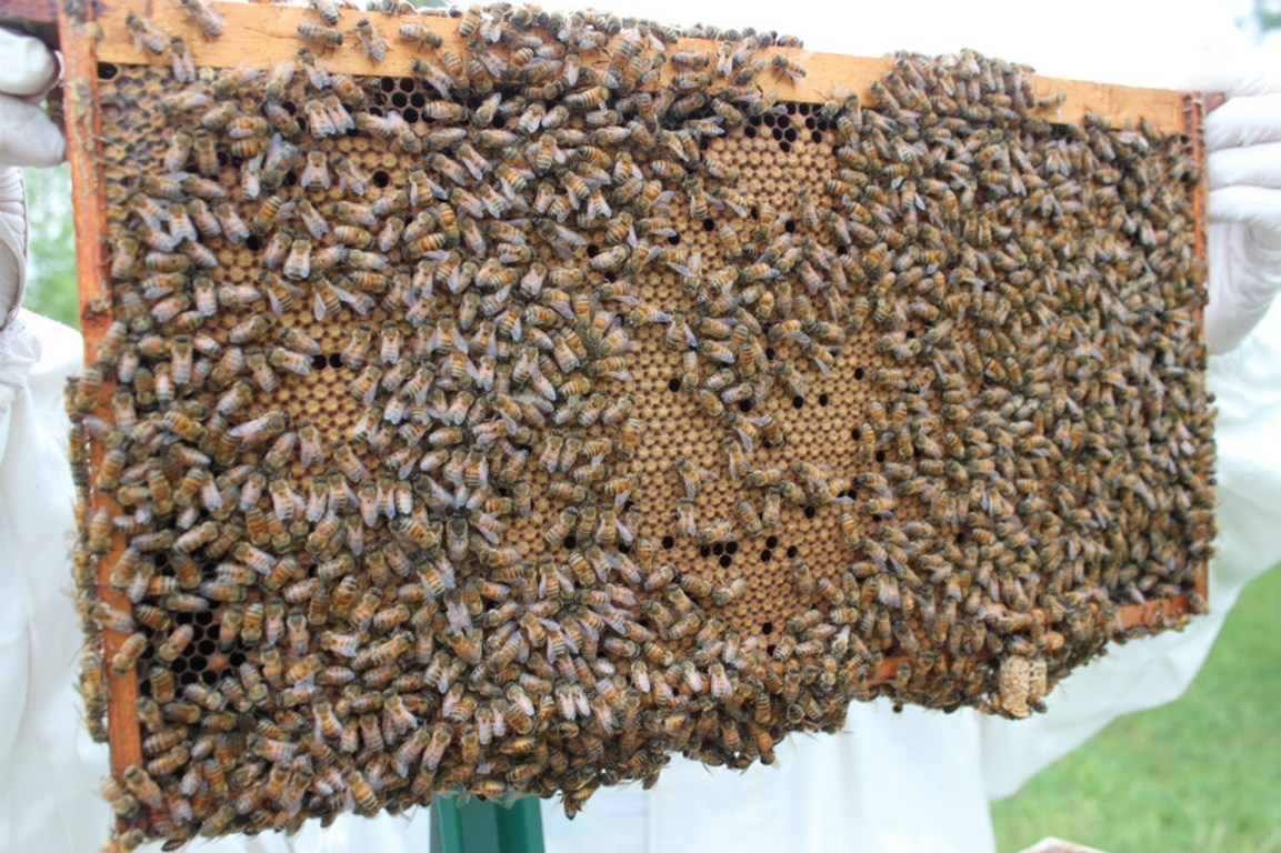 Queen and Queen Related - Central Indiana Beekeepers Association