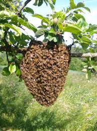 Honey Bee Swarm?