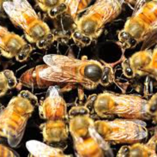 How much do honeycomb cells tilt? - Honey Bee Suite