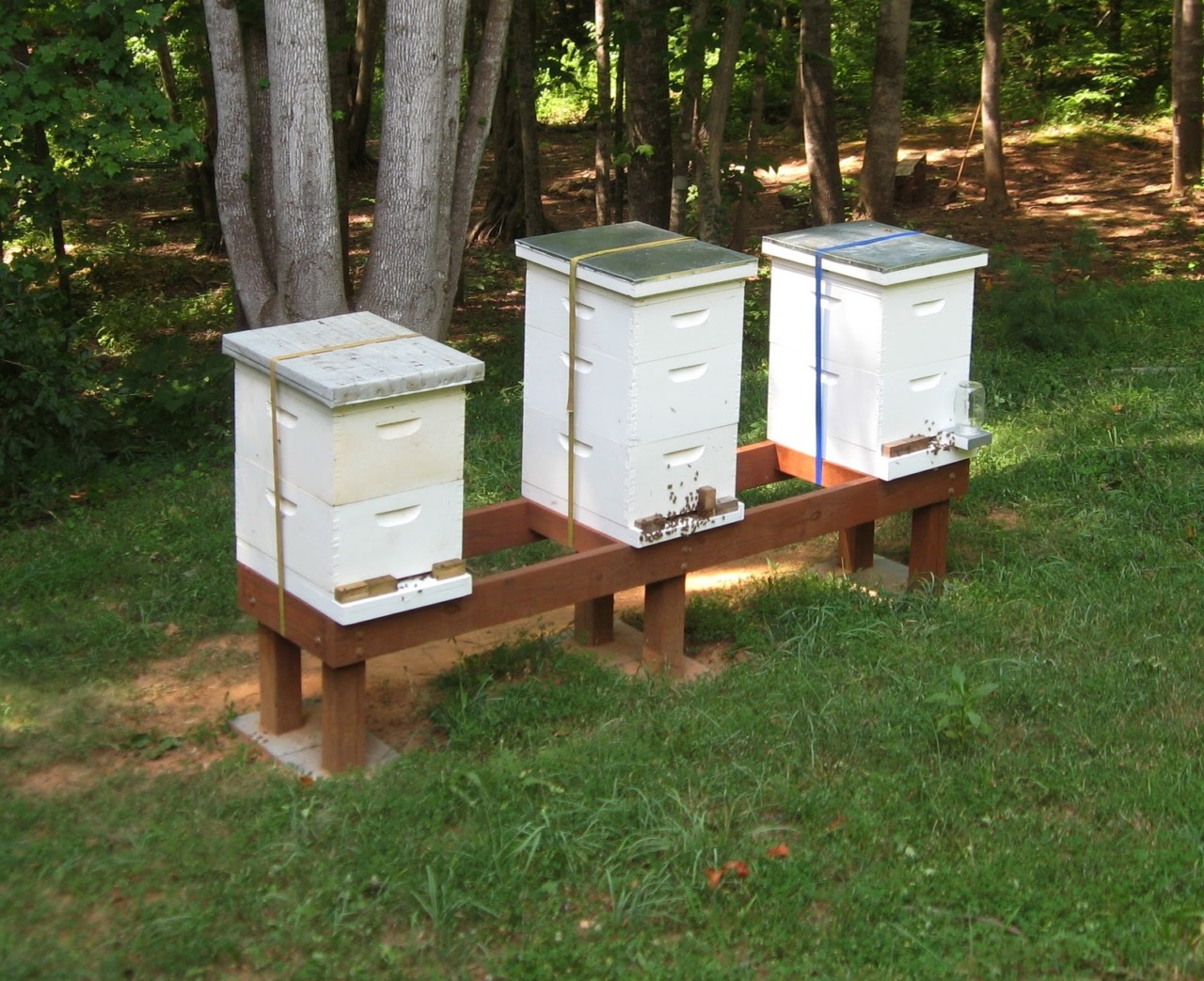 Thinking About Beekeeping?