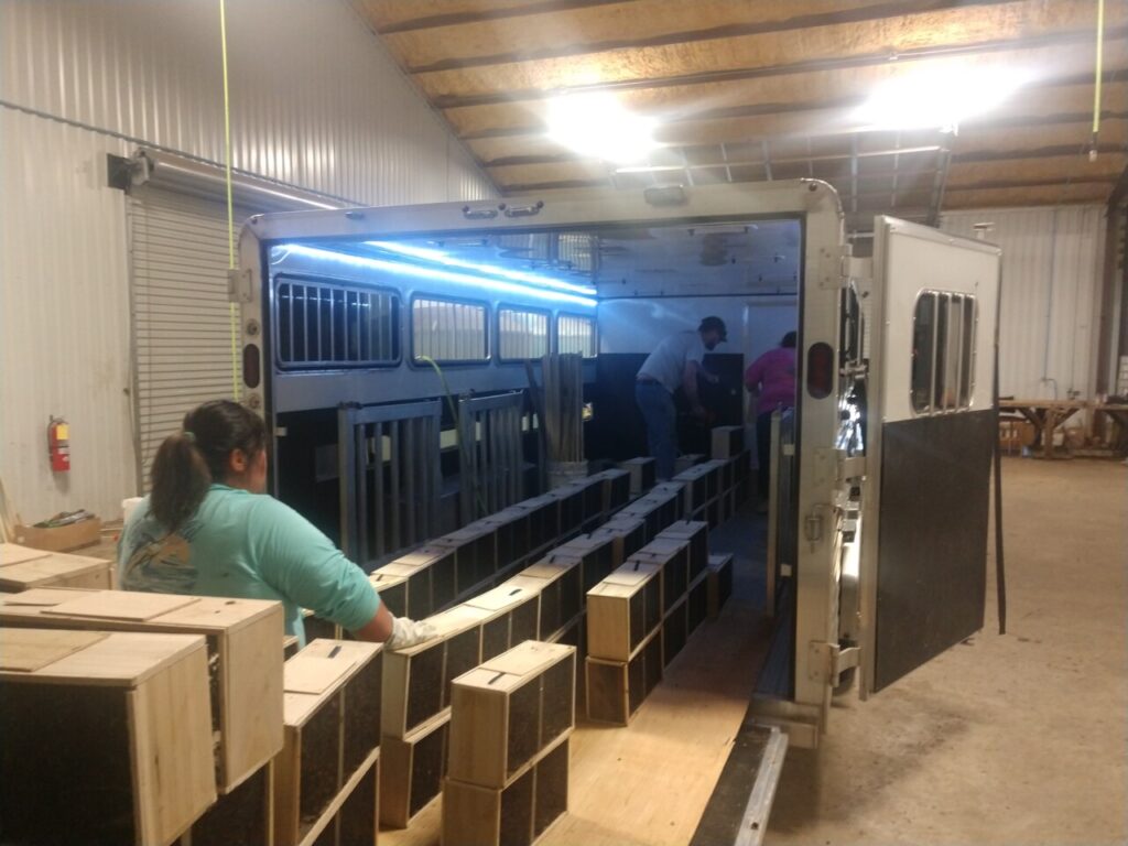 Photo of a boxes of package bees being loaded and stacked by hand into a ventilated truck by 3 people. 